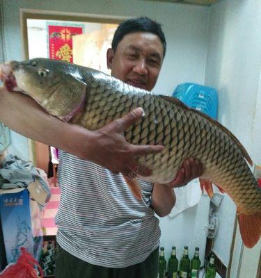 野钓鲤鱼草鱼的技巧与方法（享受自然之美）  第1张