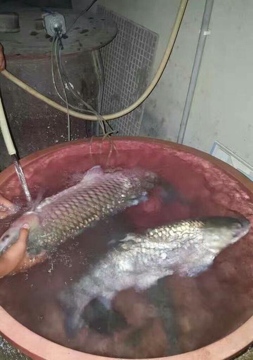 野钓鲤鱼打窝技巧及方法（掌握窝鱼技巧）  第1张