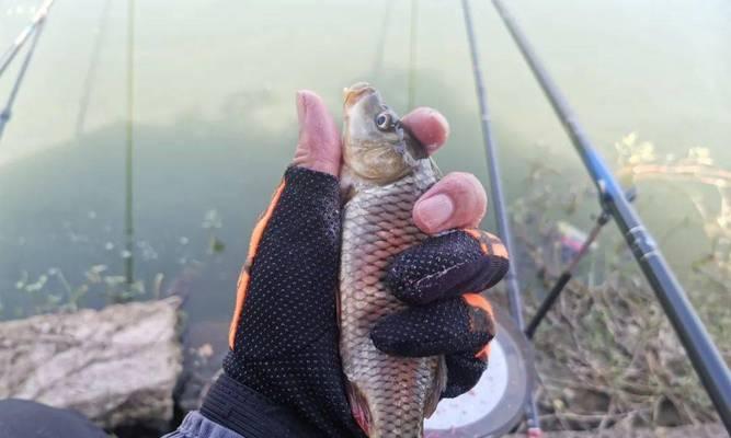 野钓鲤鱼浮钓的技巧与方法（探寻鲤鱼喜爱的浮钓方式）  第1张