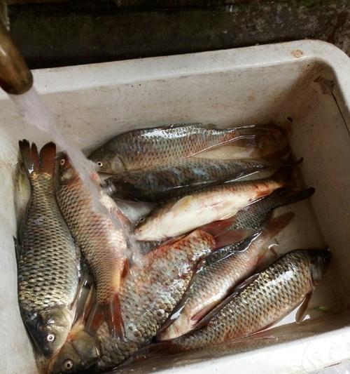 野钓鲤鱼拉饵技巧（掌握这一关键技巧）  第1张