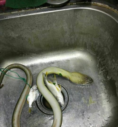 如何野钓鳗鱼（掌握关键技巧）  第1张