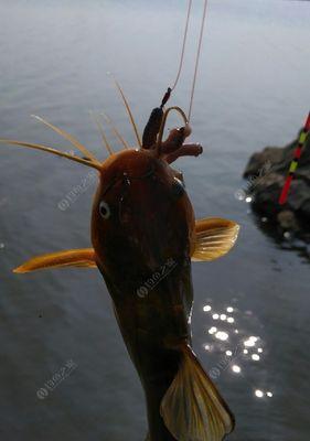 探秘野钓鲶鱼的技巧与方法（解锁成功野钓鲶鱼的秘诀）  第1张