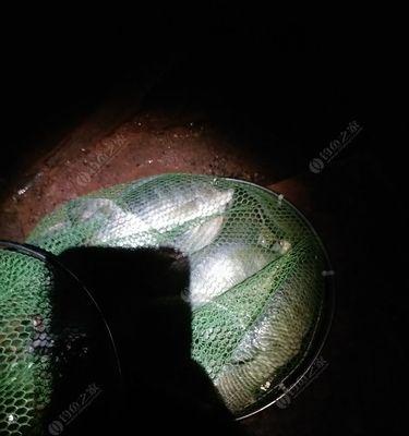 夜钓半咸水钓场技巧（掌握夜钓技巧）  第1张