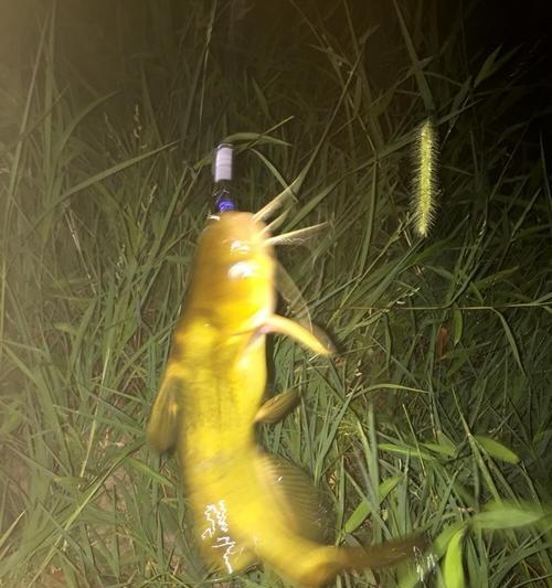 夜钓鳊鱼技巧手竿的全面指南（掌握技巧）  第1张