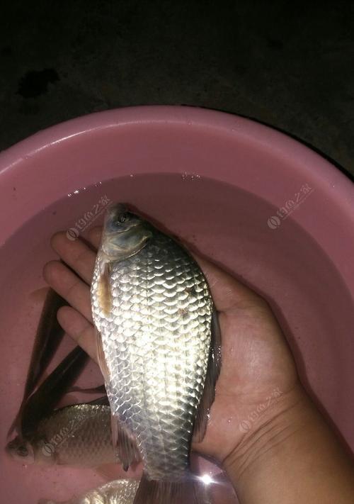 夜钓草鱼鲤鱼技巧与方法（探秘夜间钓草鱼和鲤鱼的窍门与经验）  第1张