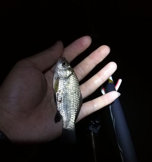 夜钓大物切线技巧教程（轻松学会夜钓大物切线）  第1张