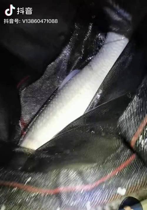 夜钓大鱼的绝技（掌握技巧）  第1张