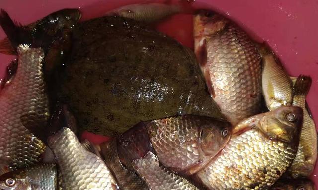 夜钓技巧与饵料选择（掌握夜钓的窍门）  第1张