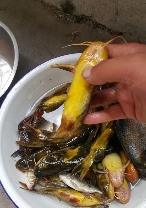 夜钓钓黄辣丁技巧（夜晚黄辣丁钓鱼的高效技巧）  第1张