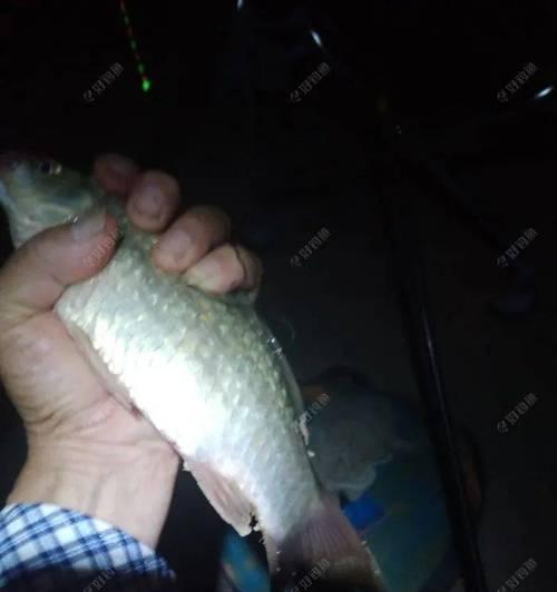夜钓鲫鱼的绝技（掌握鲫鱼夜钓技巧）  第1张