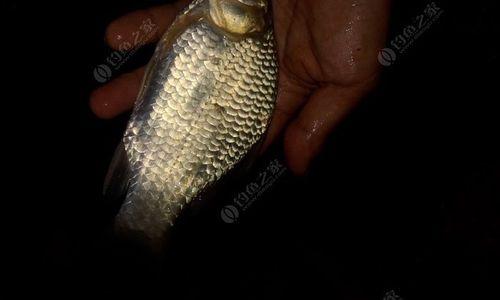 夜钓钓鲫鱼的最佳调漂方法和技巧（掌握这一个关键技巧）  第1张