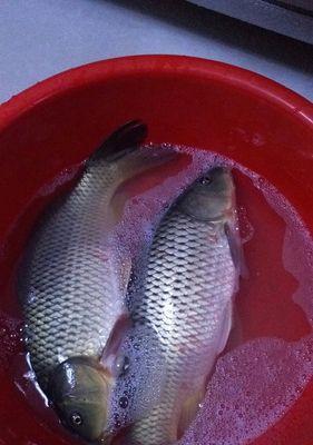夜钓黑坑草鱼技巧（如何在黑暗中提高夜钓黑坑草鱼的成功率）  第1张