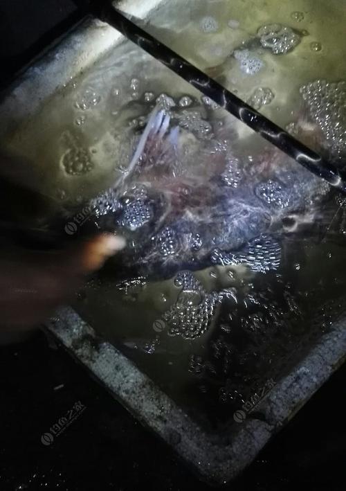 夜钓黑坑鲤鱼的技巧与方法（掌握关键技术）  第1张