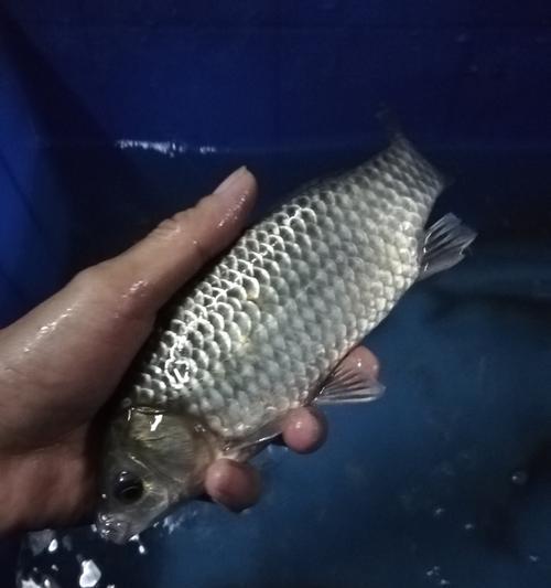 夜钓黄丫头选位技巧（掌握这些技巧）  第1张