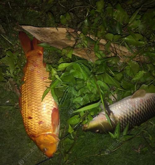 夜钓技巧与教程（掌握夜钓技巧）  第1张