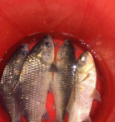 夜钓技巧及饵料搭配全攻略（夜钓技巧、饵料搭配秘籍一网打尽）  第1张