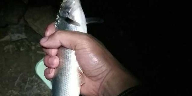 夜钓技巧教学矶竿线组制作方法（夜钓技巧详解）  第1张