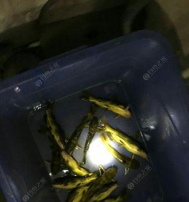 夜钓技巧——以蚯蚓为诱饵（掌握夜钓技巧）  第1张
