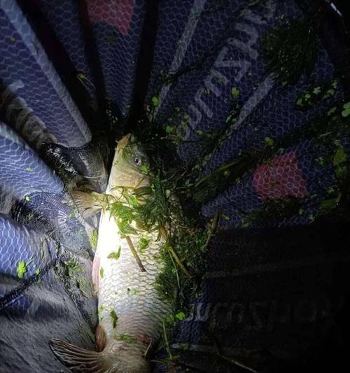 夜钓技巧（探究夜钓中最有效的饵料选择方法）  第1张