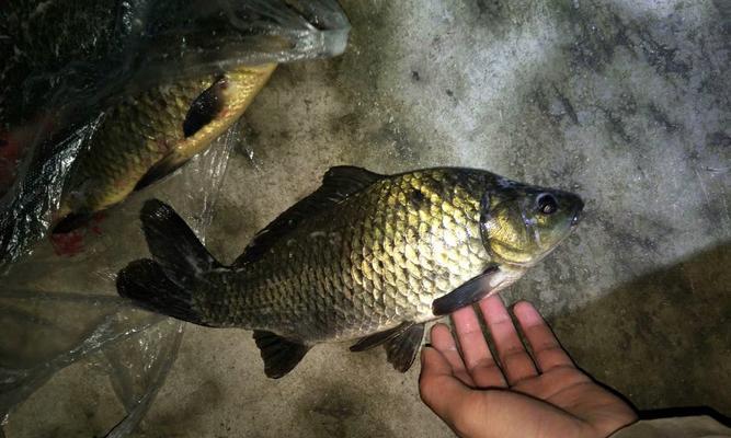 夜钓鲫鱼的白光照射技巧（掌握关键）  第1张