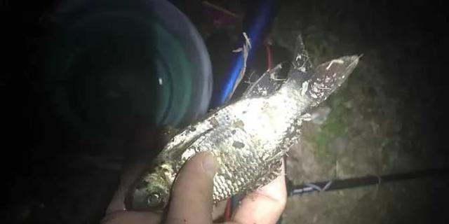 夜钓鲫鱼的技巧（掌握这些技巧）  第1张