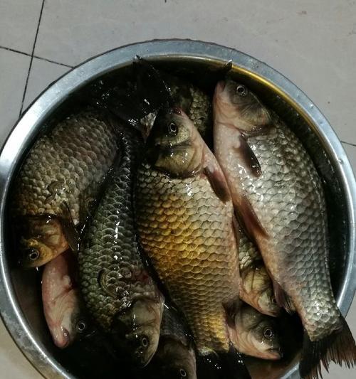 夜钓鲫鱼技巧方法大全（夜钓鲫鱼的秘诀和技巧）  第1张