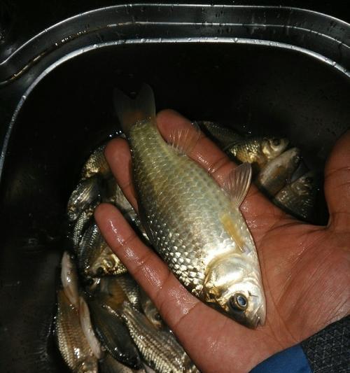 夏夜钓鲫鱼技巧与方法（夏季钓位选择）  第1张