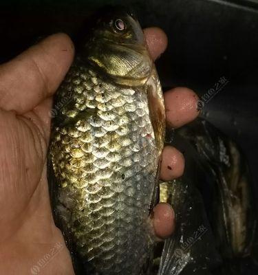 夜钓鲫鱼技巧大揭秘（夜钓鲫鱼的必备知识）  第1张