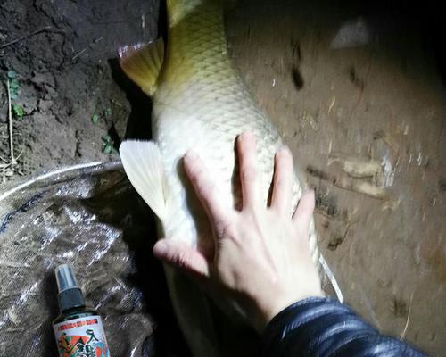 夜钓鲫鱼的最佳方法和技巧（以拉饵调漂为主要策略的有效钓鲫经验分享）  第1张
