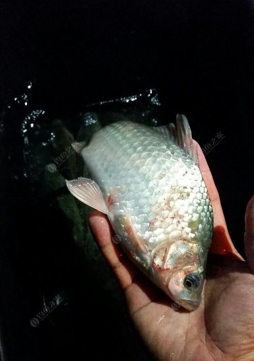 夜钓鲫鱼鲤鱼技巧与方法（掌握夜钓技巧轻松钓获丰盛收获）  第1张