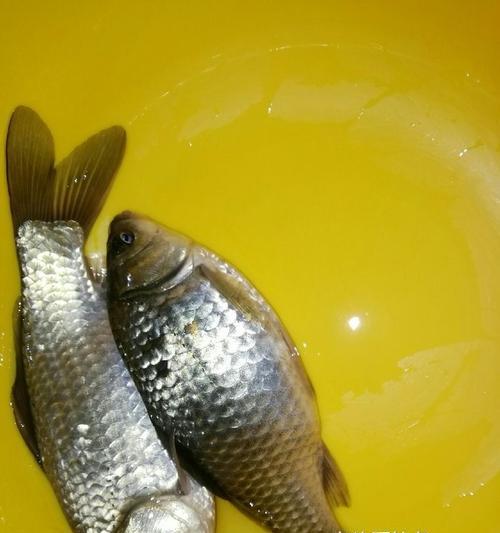 夜钓鲫鱼的技巧与时间选择（掌握关键技巧成功钓获丰收）  第1张