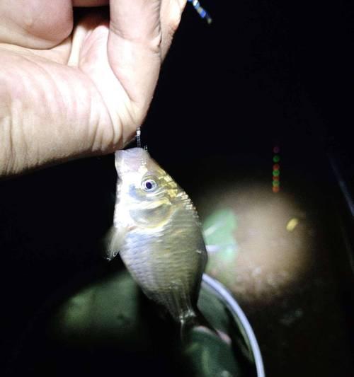 夜钓鲫鱼的时间和技巧（掌握最新技巧）  第1张