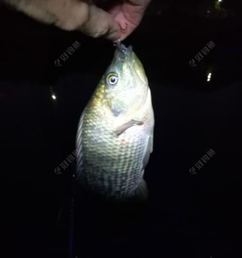 夜钓鲫鱼抓漂技巧（掌握夜钓鲫鱼的捕获技巧）  第1张