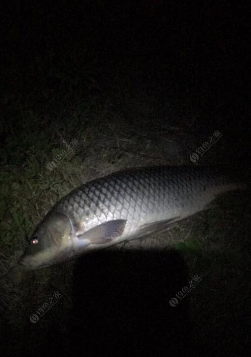 夜线钓鲤鱼的技巧大揭秘（采用正确的技巧）  第3张