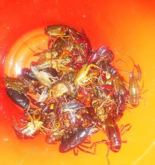 宜宾南广河钓鱼钓龙虾技巧（南广河钓鱼钓龙虾实用技巧及经验分享）  第1张