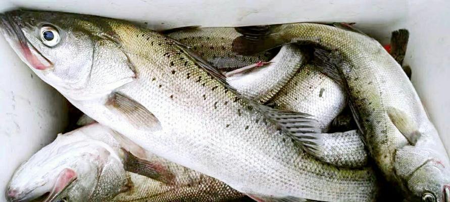 宜春暴连钓大黄鱼的鱼饵技巧和步骤（大黄鱼钓法解析）  第1张