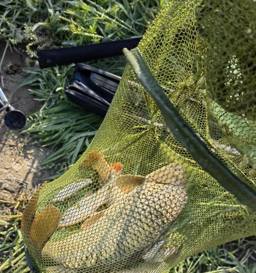 易水湖野钓鲤鱼的技巧和方法（探秘易水湖中野钓鲤鱼的绝妙技巧与策略）  第1张