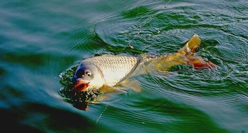 易水湖野钓鲤鱼的技巧和方法（探秘易水湖中野钓鲤鱼的绝妙技巧与策略）  第3张