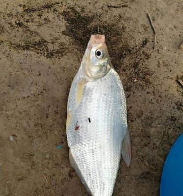 黄济青传授高超钓鱼技巧（探秘钓鱼高手的独门心法）  第2张