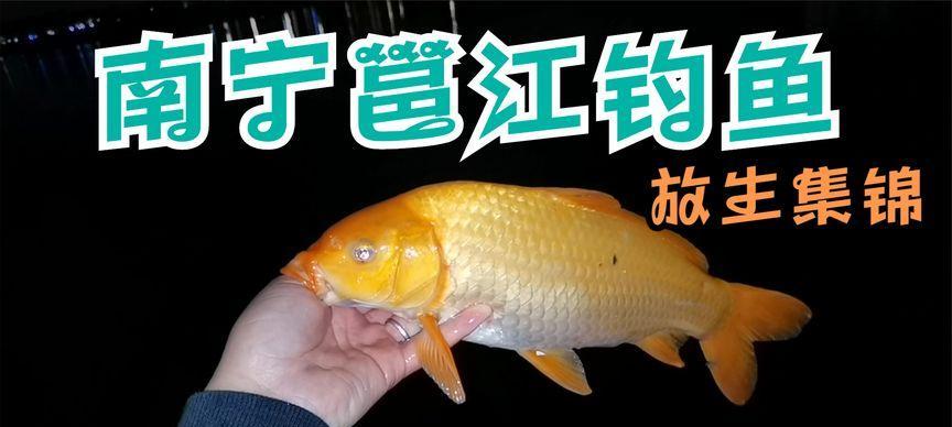 邕江玉米钓鱼技巧（掌握这些技巧）  第3张
