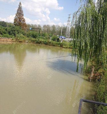 鱼塘淤泥厚钓鱼技巧（掌握技巧）  第3张