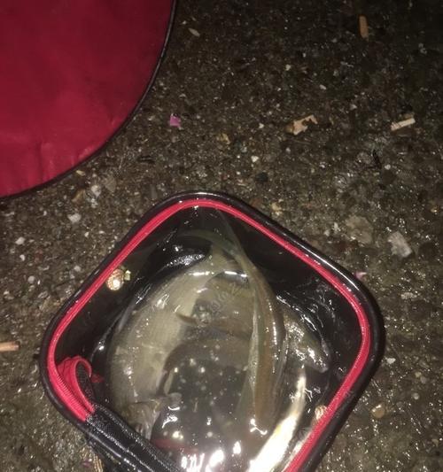 雨后的晚上钓鱼技巧（探秘雨夜下的渔获丰盈）  第1张