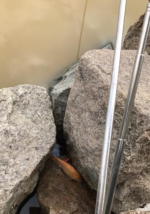 雨后混水钓鱼的技巧与窍门（捕获丰富的渔获）  第2张