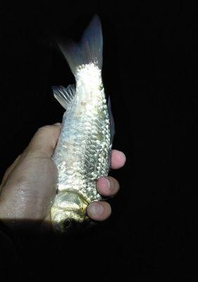 雨后夜钓翘嘴技巧（绝佳的钓鱼体验让你爱上夜晚的钓鱼乐趣）  第3张