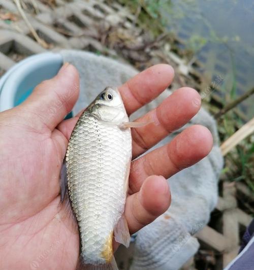 雨前钓鱼技巧大揭秘（掌握关键技巧）  第3张