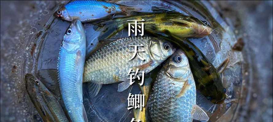雨天钓鱼技巧与注意事项（享受大自然中独特的钓鱼体验）  第2张