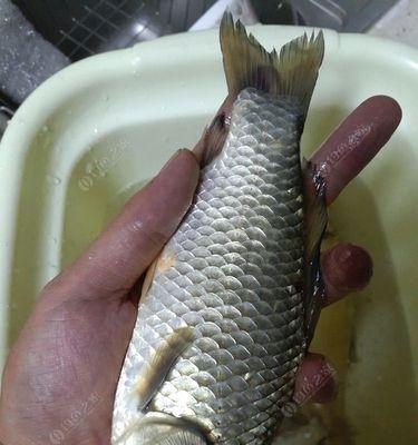 雨中钓鲫鱼的技巧（掌握关键技巧）  第1张
