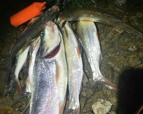 雨夜钓海鱼技巧（掌握技巧轻松钓获）  第3张