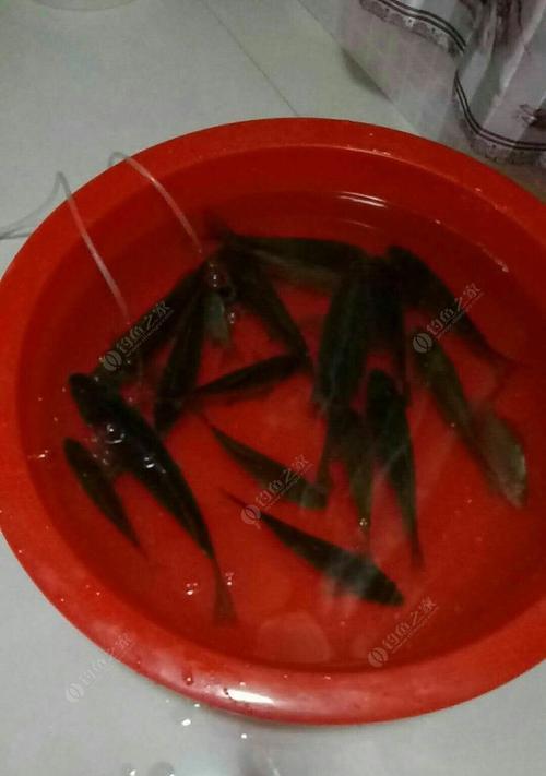 雨夜钓鲫鱼的技巧与方法（探秘成功的关键在于“觅食”的策略）  第2张