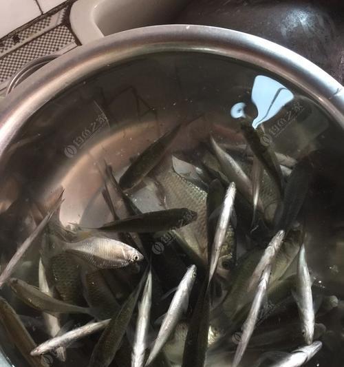 禹河钓鱼技巧教程（掌握禹河钓鱼技巧）  第3张